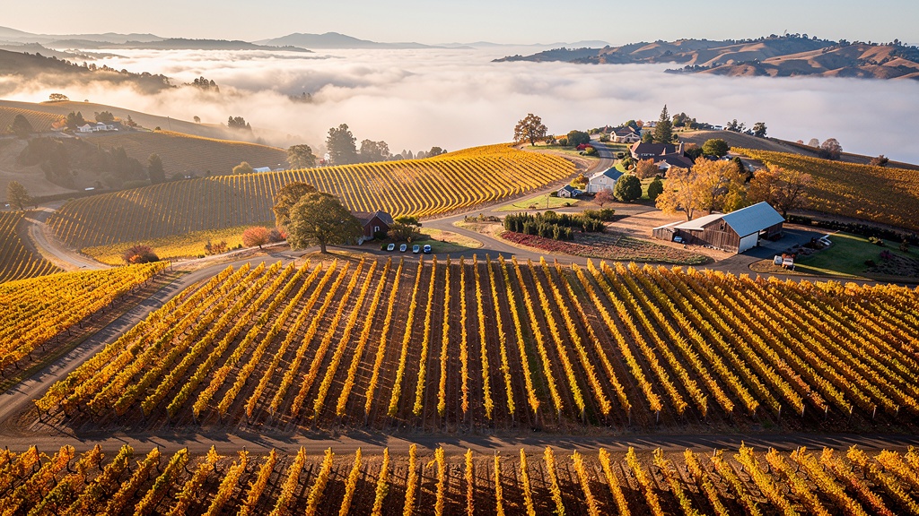 Napa Valley vineyard rows with autumn colors and rolling hills
